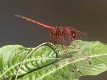 Trithemis arteriosa male (5 of 5)